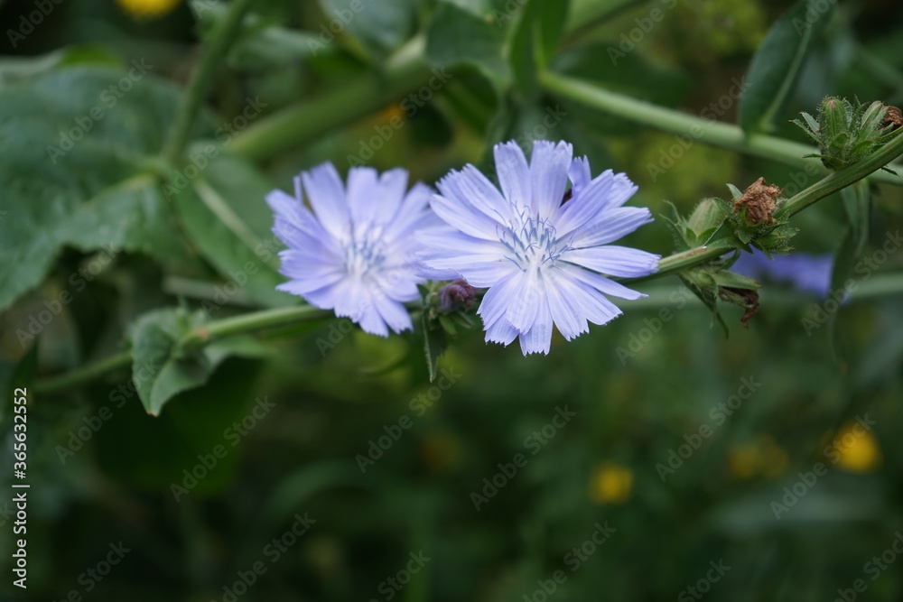 Die Gemeine Wegwarte, auch Zichorie genannt, ist eine Pflanzenart aus der Familie der Korbblütler. Sie wächst in Mitteleuropa häufig an Wegrändern. Kulturformen sind Chicorée, Zuckerhut, Radicchio,