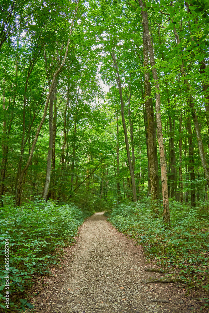 Obraz premium Pathway in the forest