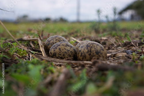 Masked lapwing or plover nest with eggs