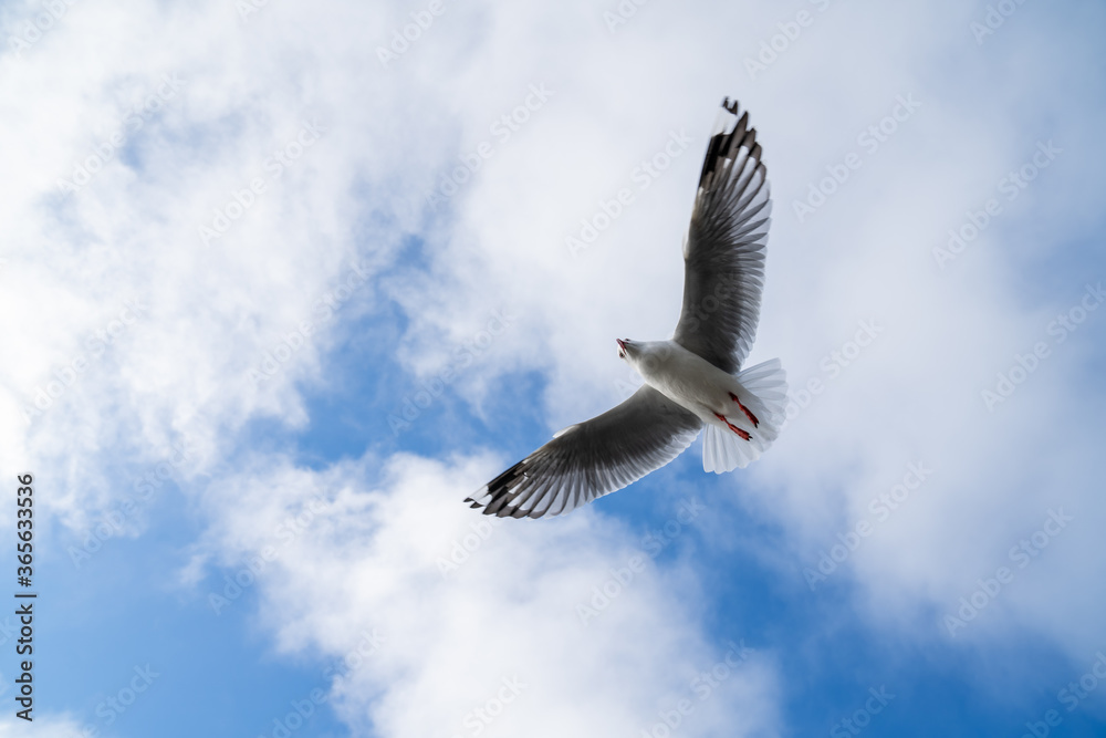Obraz premium Red-billed gull flying with blue sky and cloud at Christchurch, New Zealand.