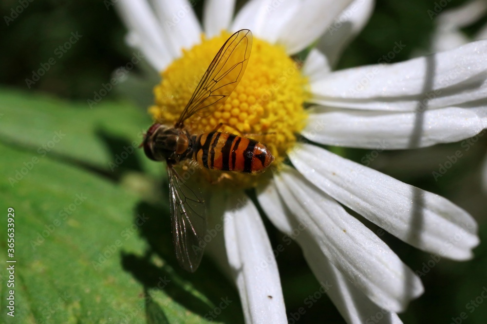 An insect sitting on a camomile An insect sitting on a camomile