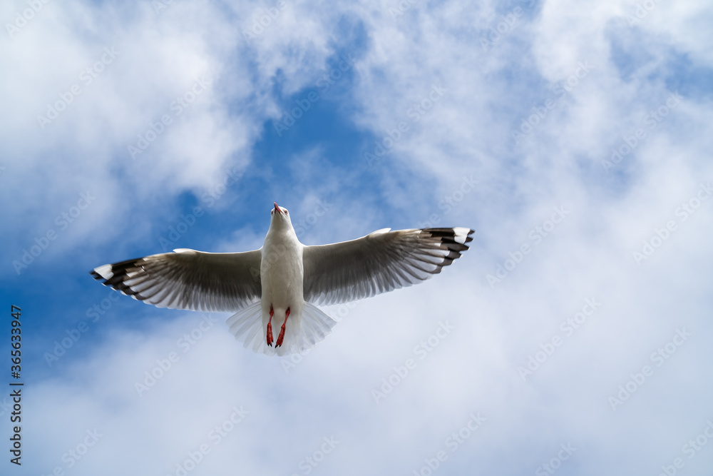 Obraz premium Red-billed gull flying with blue sky and cloud at Christchurch, New Zealand.