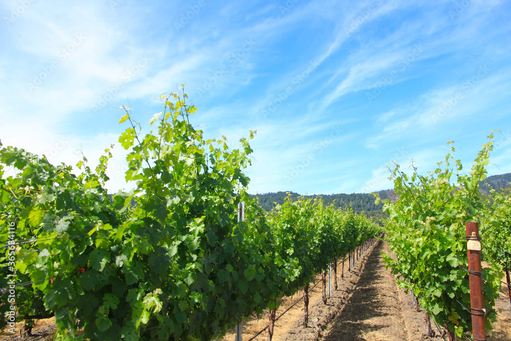 Winery in Sonoma Valley near San Francisco, California