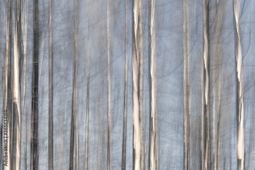 Fototapeta premium Brushed texture of birch trees with light blue background