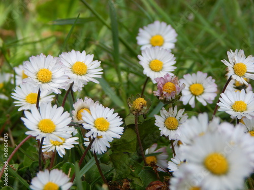 daisies in the garden