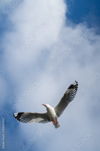 Red-billed gull flying with blue sky and cloud at Christchurch, New Zealand. photo