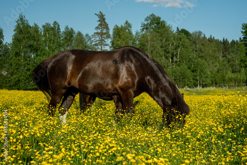 Beautiful black Icelandic horse standing in a vibrant yellow field of buttercup flowers