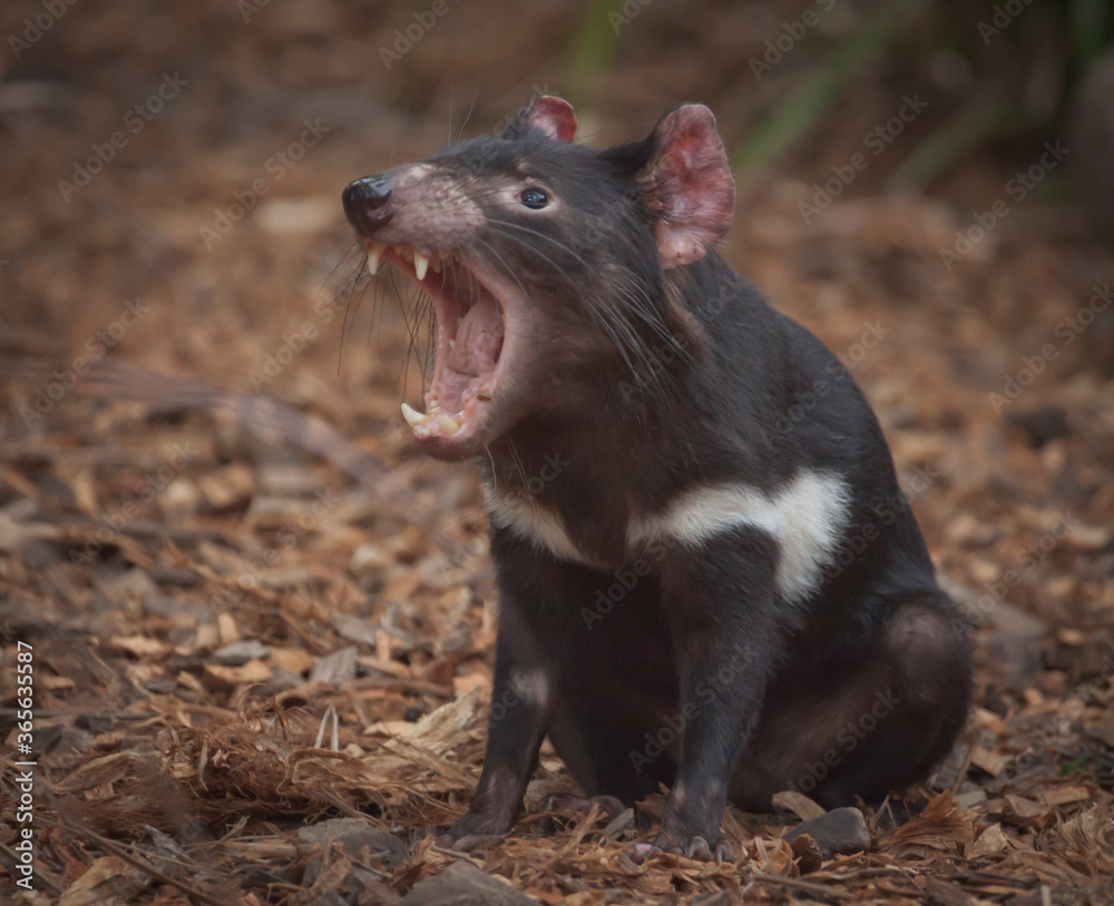 Tasmanian Devil, They are Australia‘s largest living carnivorous marsupial. They are only wild in Tasmania but scientists have been calling for them to be reintroduced to the mainland. Tasmanian Devil, They are Australia‘s largest living carnivorous marsupial. They are only wild in Tasmania but scientists have been calling for them to be reintroduced to the mainland.