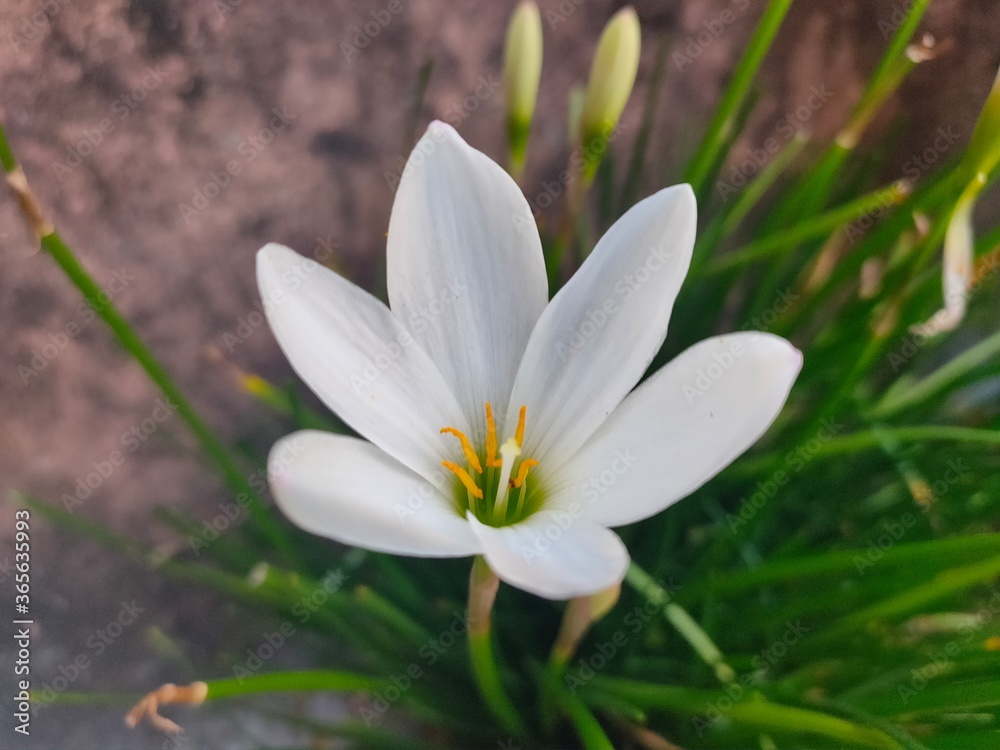 white crocus flowers white crocus flowers