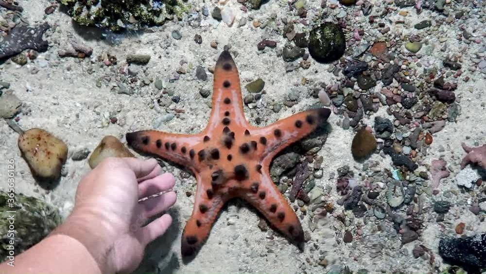 Tourists like to take pictures of catching starfish In the exhibition area for marine animal species and suitable for fair use in design Tourists like to take pictures of catching starfish In the exhibition area for marine animal species and suitable for fair use in design