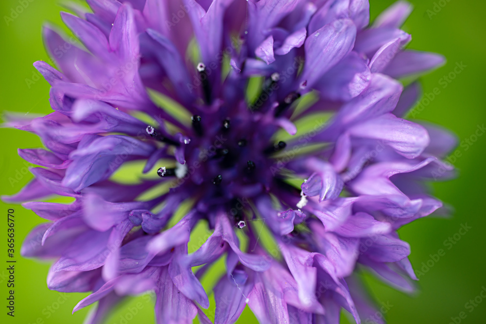 Closeup photo of a purple wild meadow flower