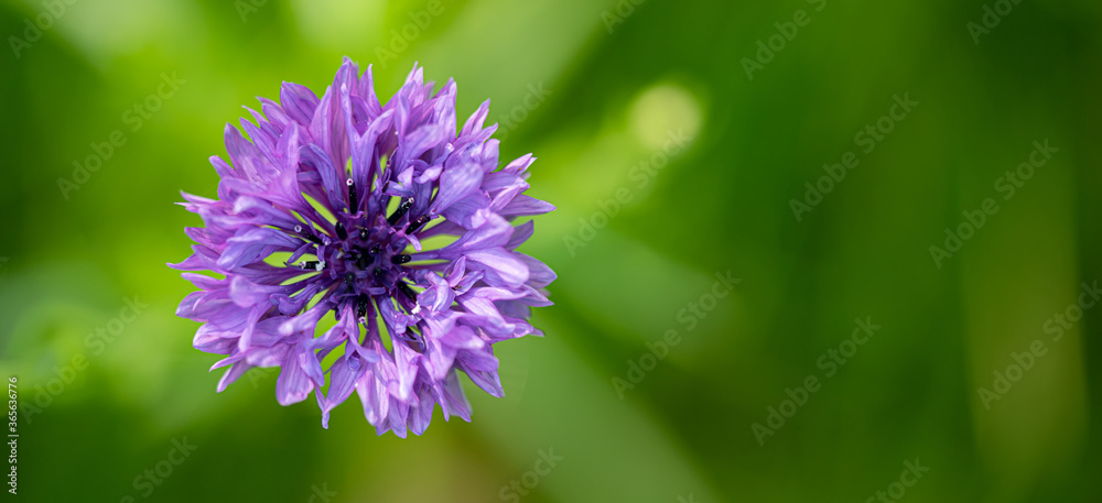 Closeup photo of a purple wild meadow flower Closeup photo of a purple wild meadow flower