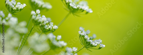 Closeup photo of a white wild meadow flower