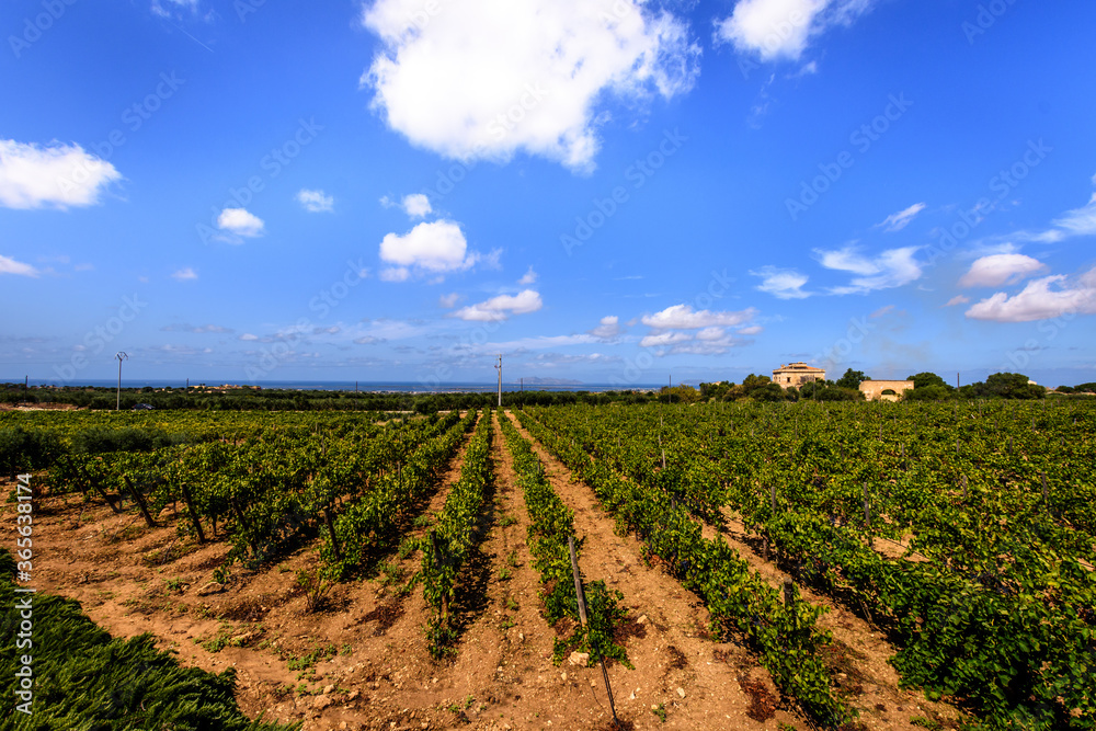 Vineyard with rows of vines with ripening grapes against a blue sky and clouds, in the photo is represented a clear day in one sicilian winery