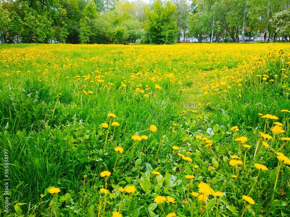 Fototapeta premium field of dandelions