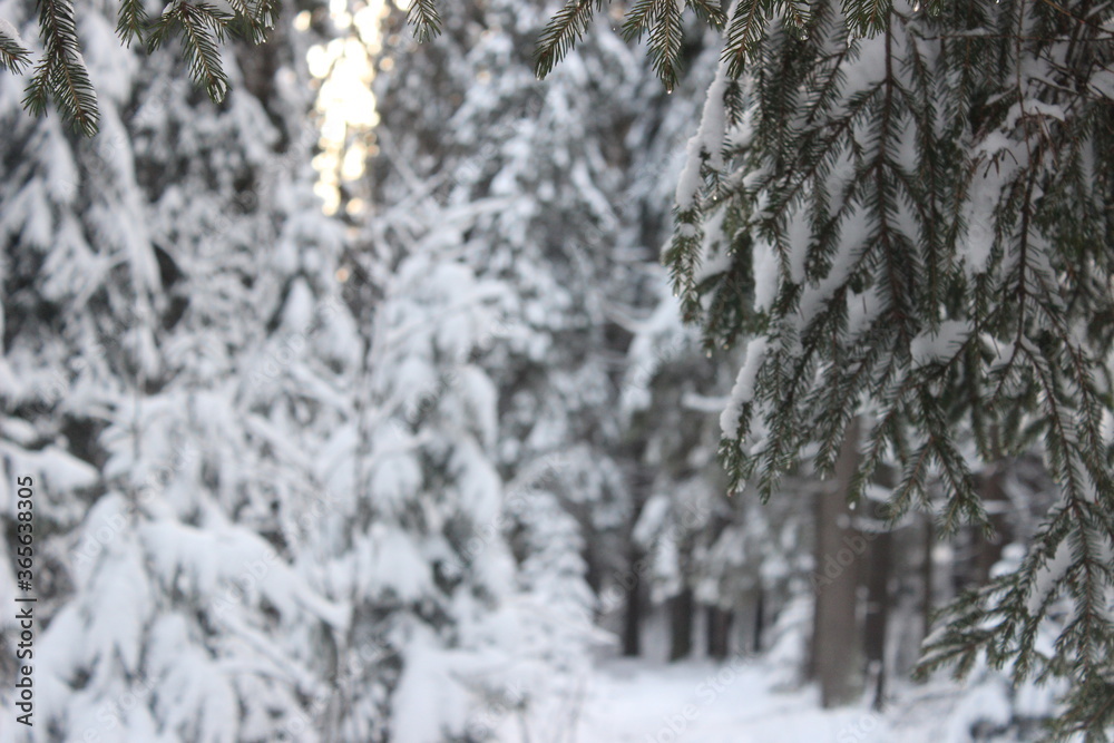 winter forest in the snow