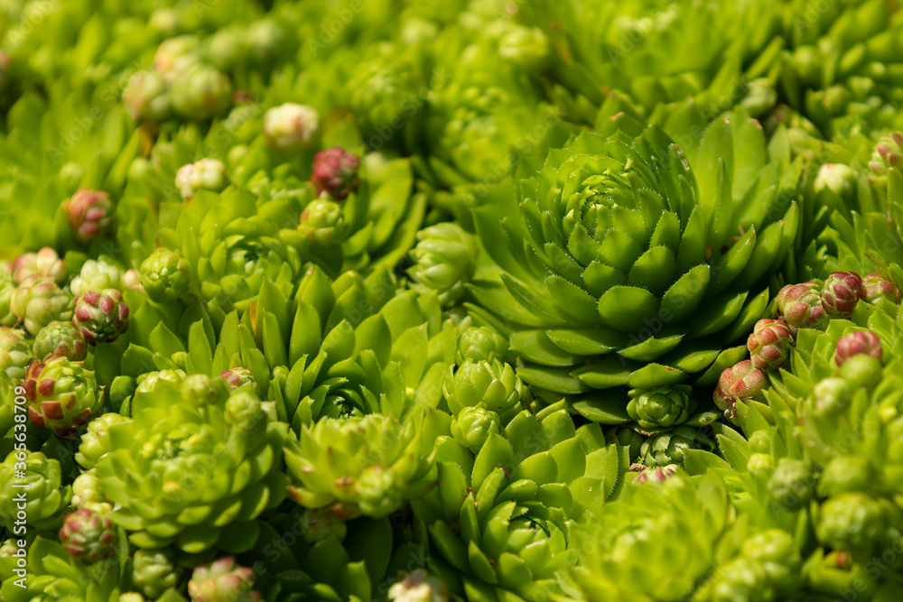 Rojnik pajeczynowaty (Sempervivum) a popular rockery plant. Houseleeks grow as tufts of monocarpic rosettes Rojnik pajeczynowaty (Sempervivum) a popular rockery plant. Houseleeks grow as tufts of monocarpic rosettes