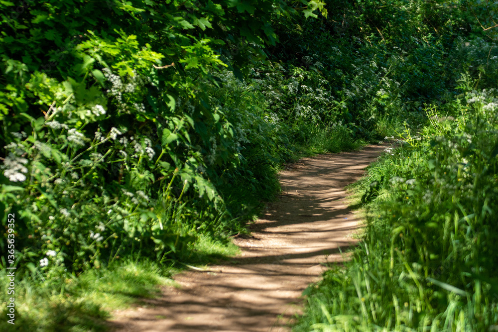 path in the woodland
