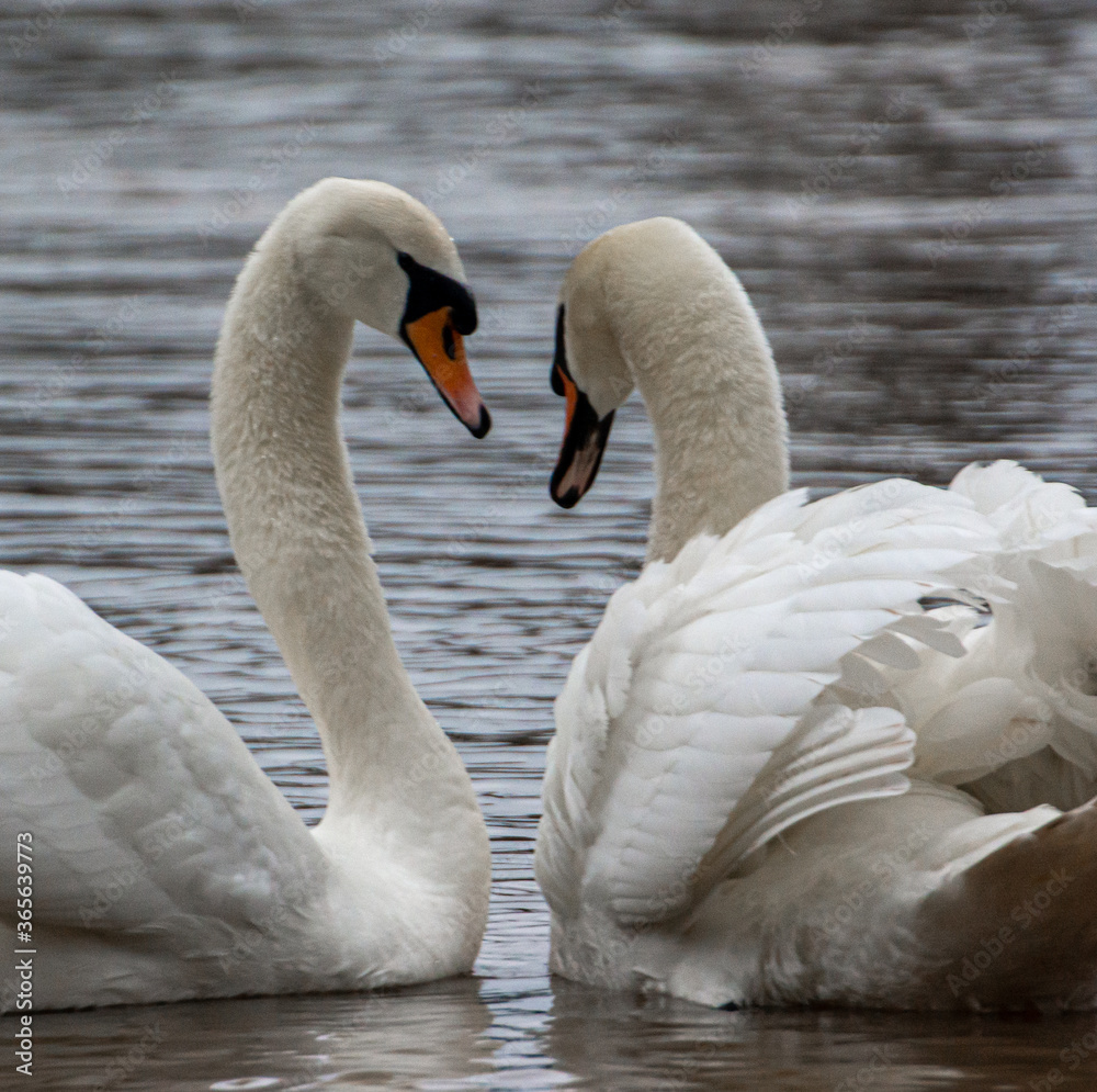 Obraz premium Pair of swans