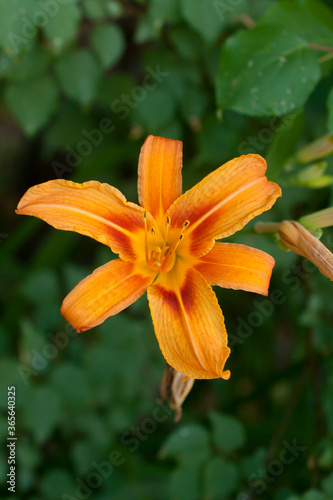 The beauty of a blooming orange lily close-up