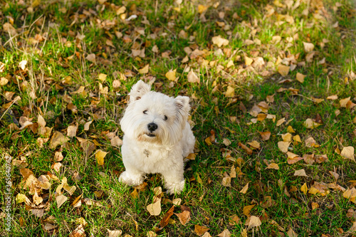 Cute White smile happy west highland white terrier puppy against green grass with yellow leaves background. Adorable head shot portrait with copy space to add text.