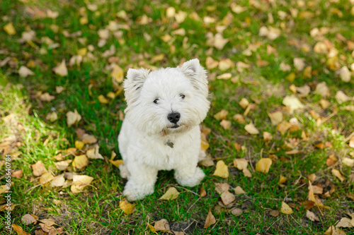 Cute White smile happy west highland white terrier puppy against green grass with yellow leaves background. Adorable head shot portrait with copy space to add text. 