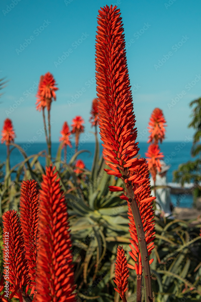 Red plants by the sea. Bright colors of plants against the ocean Red plants by the sea. Bright colors of plants against the ocean