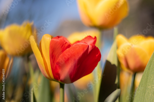 Canvas-taulu Lovely red and yellow tulips in an urban garden with nice spring weather, and wi
