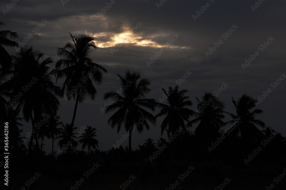 coconut trees at sunset