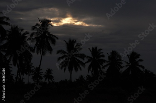 coconut trees at sunset