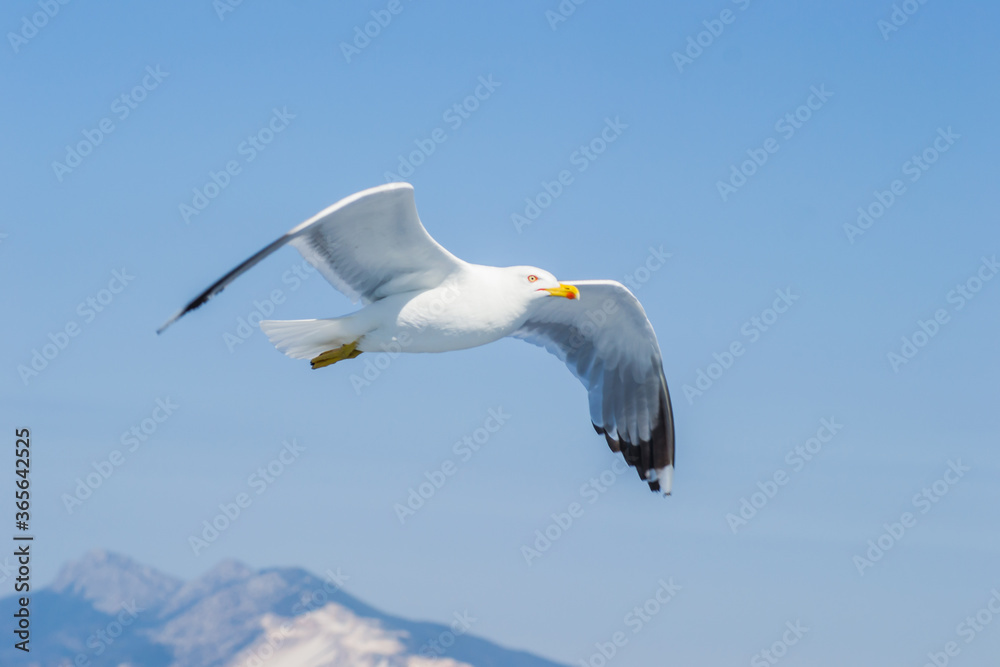 Fototapeta premium Sea gull in a natural environment 