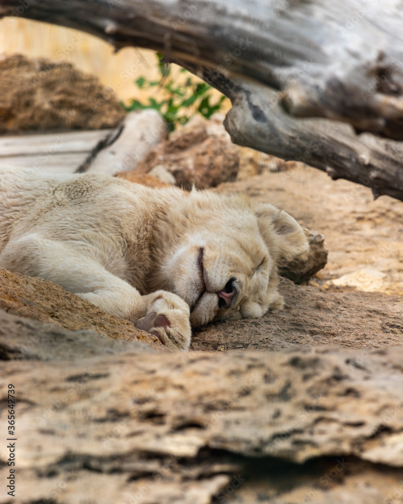 White lion child laying on rocks and sleeping serenely White lion child laying on rocks and sleeping serenely