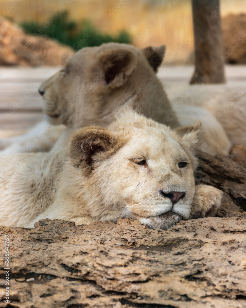 Obraz premium Young white lion laying on the rock and looking aside, with his mother on background