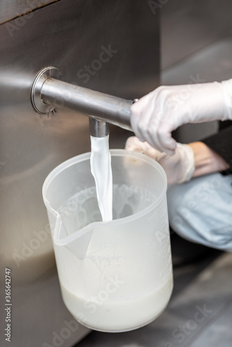 Pouring pasteurized milk from the pasteurizer into a container  close-up. The process of ice cream making