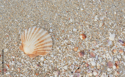 Close-up of the beach with shells and sea sand, in the morning hours