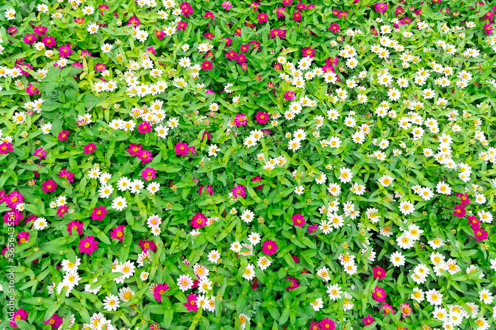 Pattern of fresh colorful flowers. Wall of garden flower.
