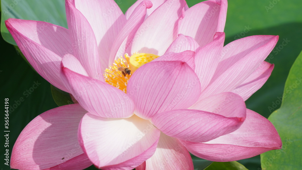 Lotus flower in Ueno Park Lotus flower in Ueno Park