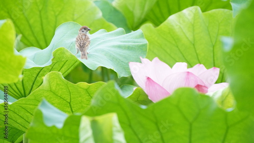 Fotografie Lotus flower in Ueno Park, Japan ,Tokyo