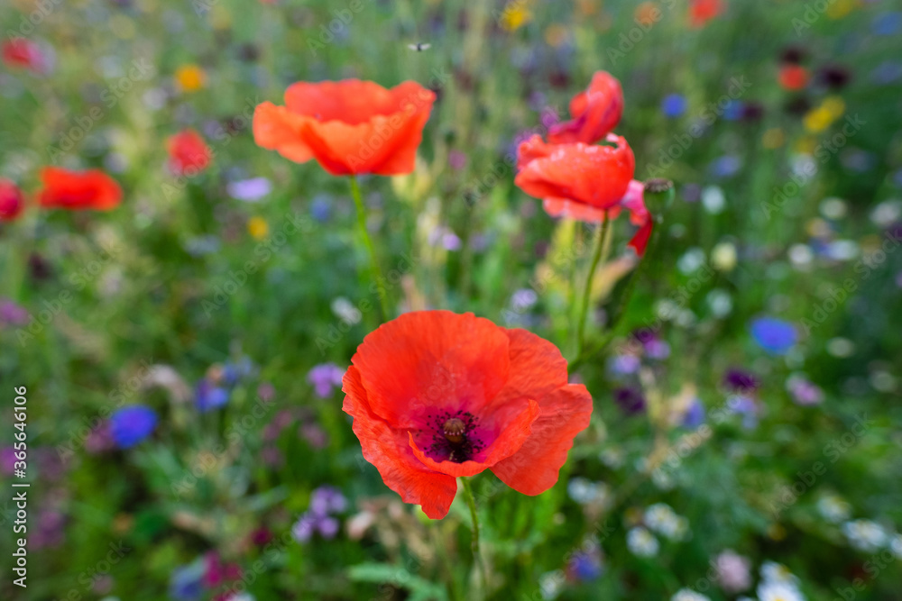 Macro of red poppies in the field of other wildflowers. Macro of red poppies in the field of other wildflowers.