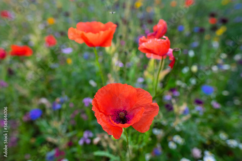 Macro of red poppies in the field of other wildflowers.