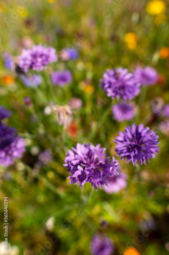 Blue cornflowers with other wildflowers