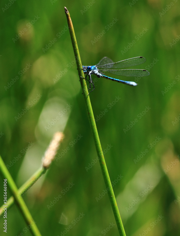 blue dragonfly on a green leaf blue dragonfly on a green leaf