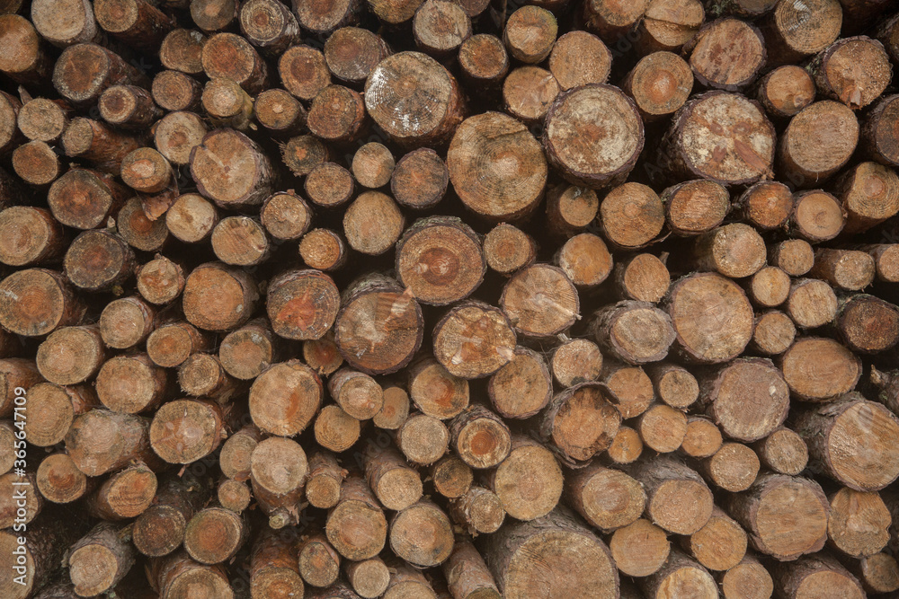 Stacked wood pine timber for construction buildings Background. Pile of chopped fire wood. Wood background. Stacked wood pine timber for construction buildings Background. Pile of chopped fire wood. Wood background.
