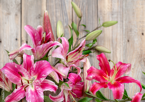 Beautiful  red Lily flowers  scattered on a wooden background.