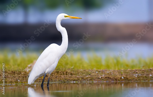 Great egret bird standing in water photo