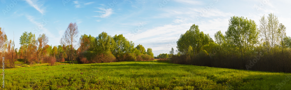 Panoramic view of deciduous forest in spring. Panoramic view of deciduous forest in spring.