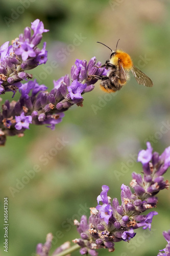 the bumblebee collects pollen from lavender flowers