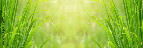 Abstract blurred image of rice seedling leaf green and fresh, and closeup nature view of green leaf on blurred greenery background. Background from rice.