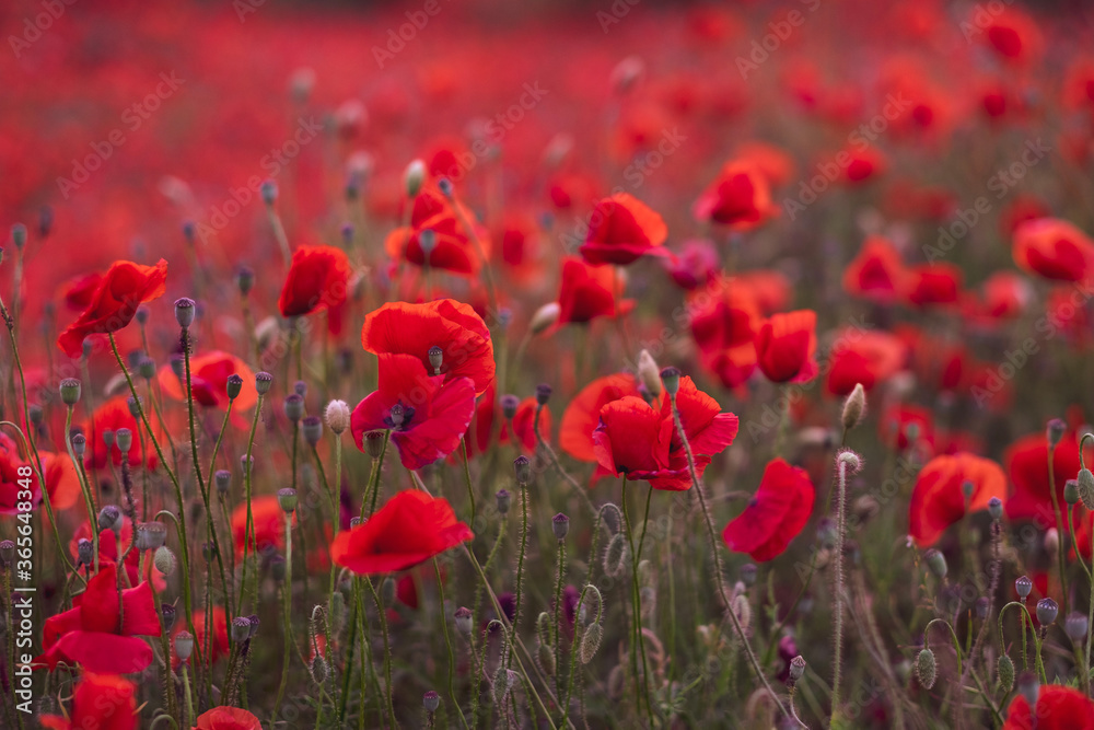Fototapeta premium Pole pięknych czerwonych kwitnących maków.