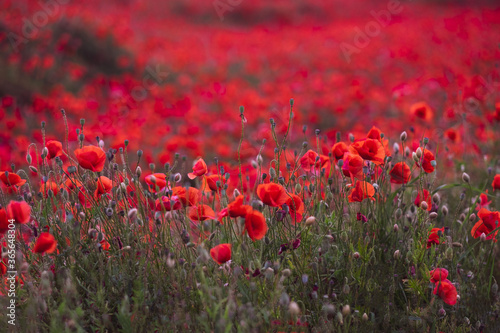 Field of beautiful red bloming poppies.